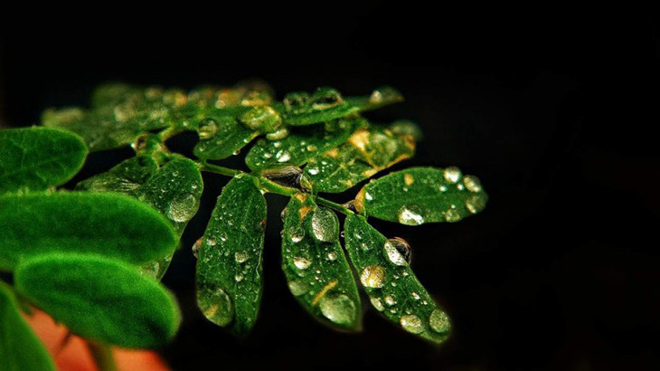 Chụp ảnh Macro là gì? Những mẹo chụp được những bức ảnh macro đẹp nhất