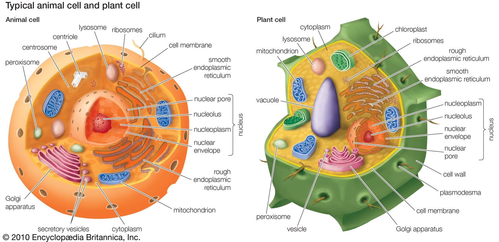 Riboxom Là Gì - Cấu Trúc Vào Chức Năng Của Ribosome