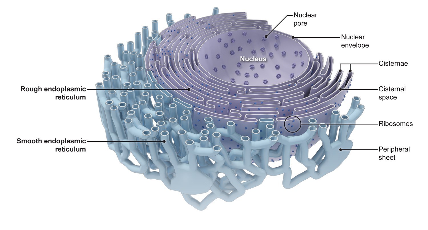 Riboxom Là Gì - Cấu Trúc Vào Chức Năng Của Ribosome