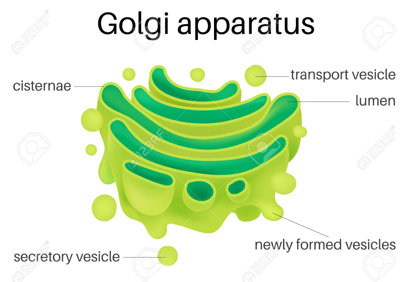 Riboxom Là Gì - Cấu Trúc Vào Chức Năng Của Ribosome