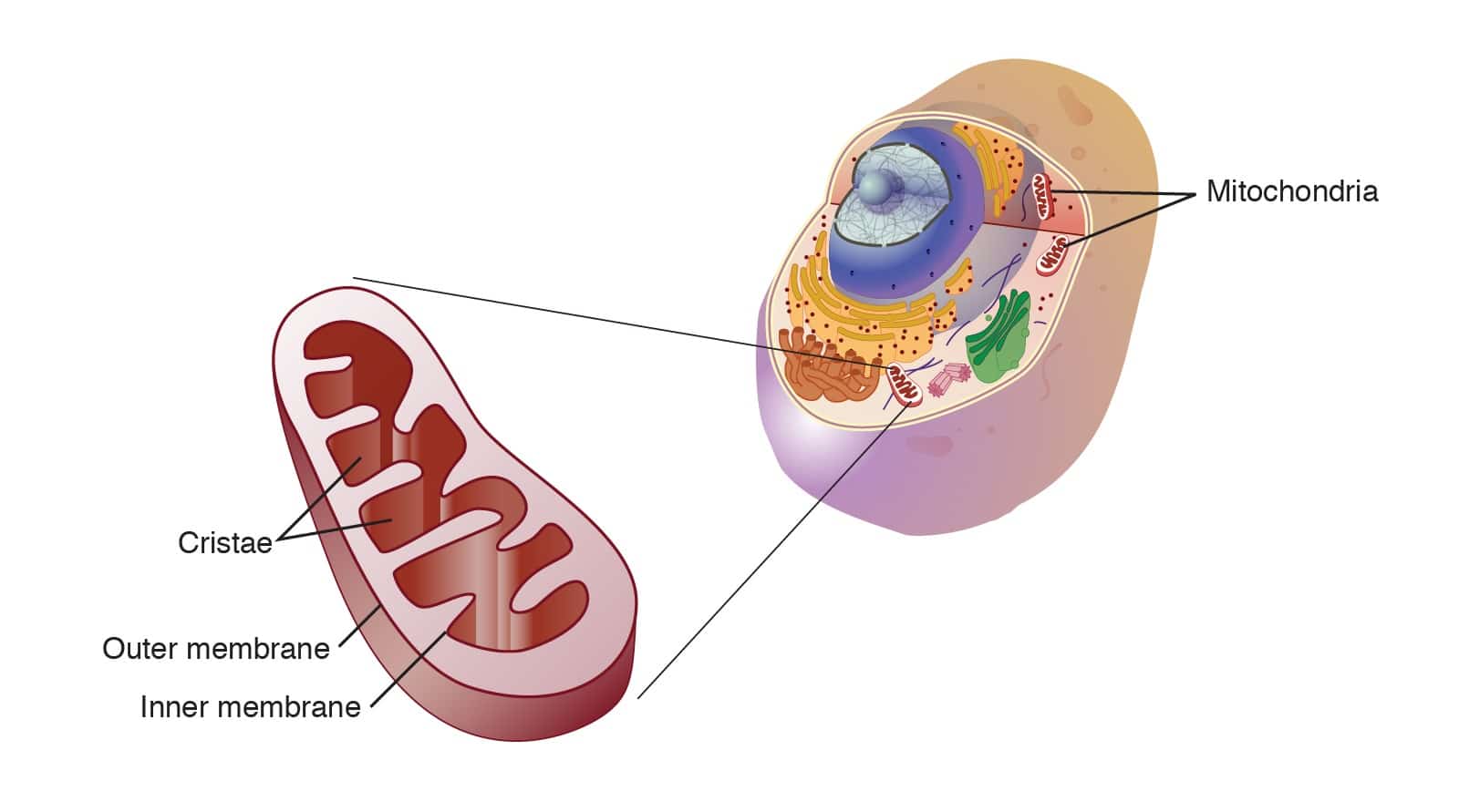 Riboxom Là Gì - Cấu Trúc Vào Chức Năng Của Ribosome
