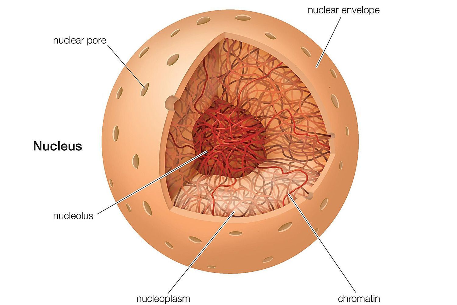 Riboxom Là Gì - Cấu Trúc Vào Chức Năng Của Ribosome