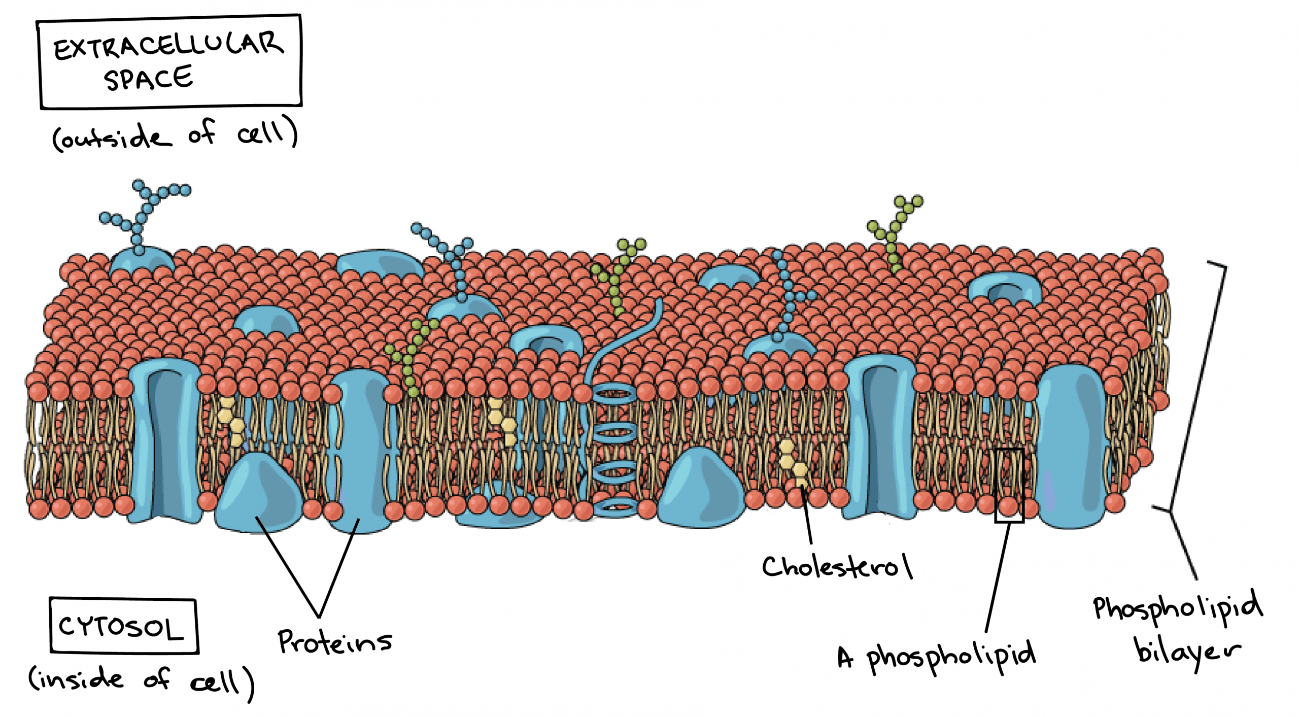 Riboxom Là Gì - Cấu Trúc Vào Chức Năng Của Ribosome