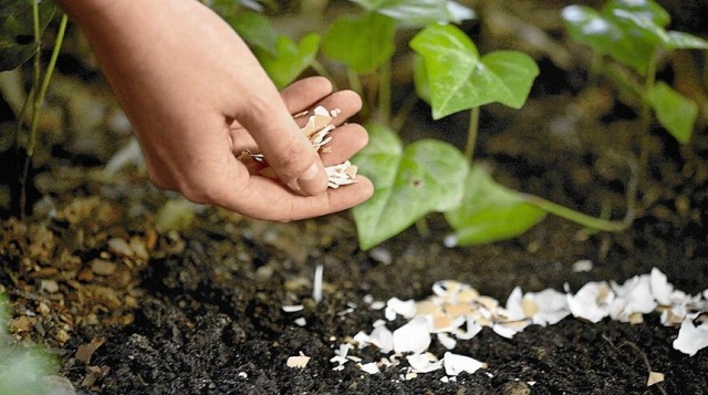 Chất hữu cơ của đất ( Phần 2 )